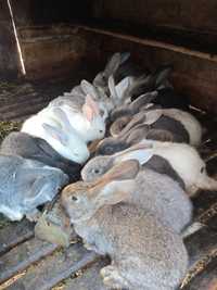 Продам кроликов для разведения либо мясом