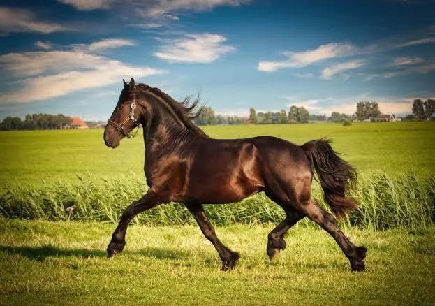 Кродам когя недорого