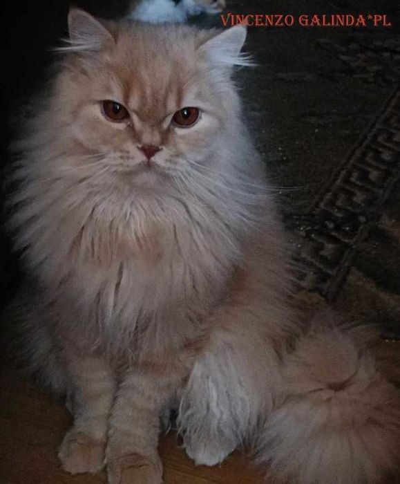 Vincenzo kremowy Kocurek