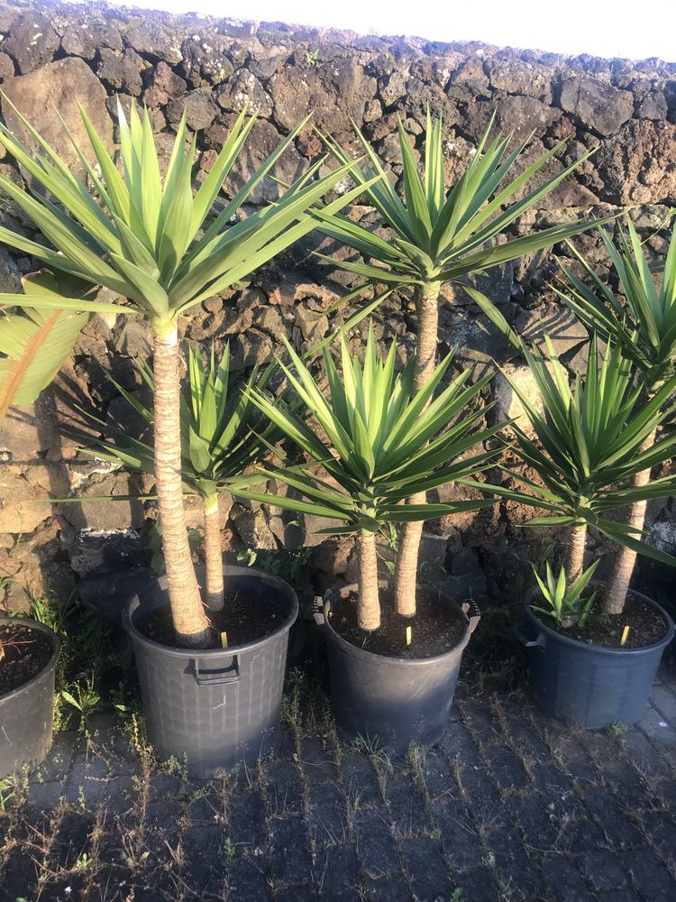 Yucca elephantipes (1,50 m)