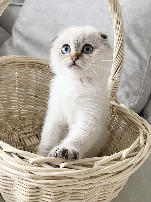 Вихованці з розплідника «Моя Гламурка»