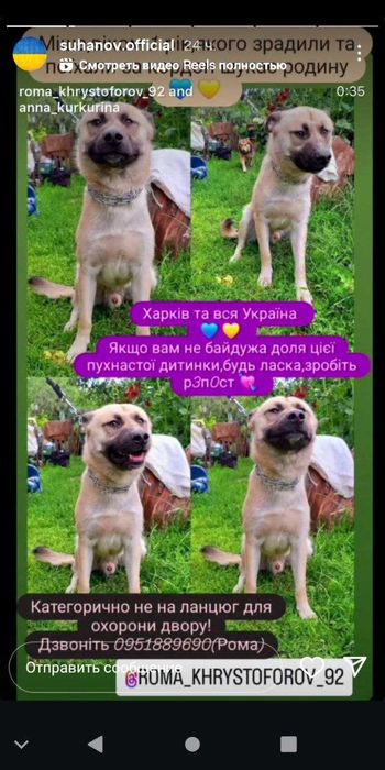 метис кангал алабай ищет дом харьков мальчик вакцинирован 1 год