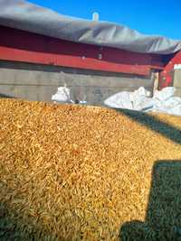 Sprzedaż zbóż: pszenżyto pszenica owies z transportem Ceny hurtowe