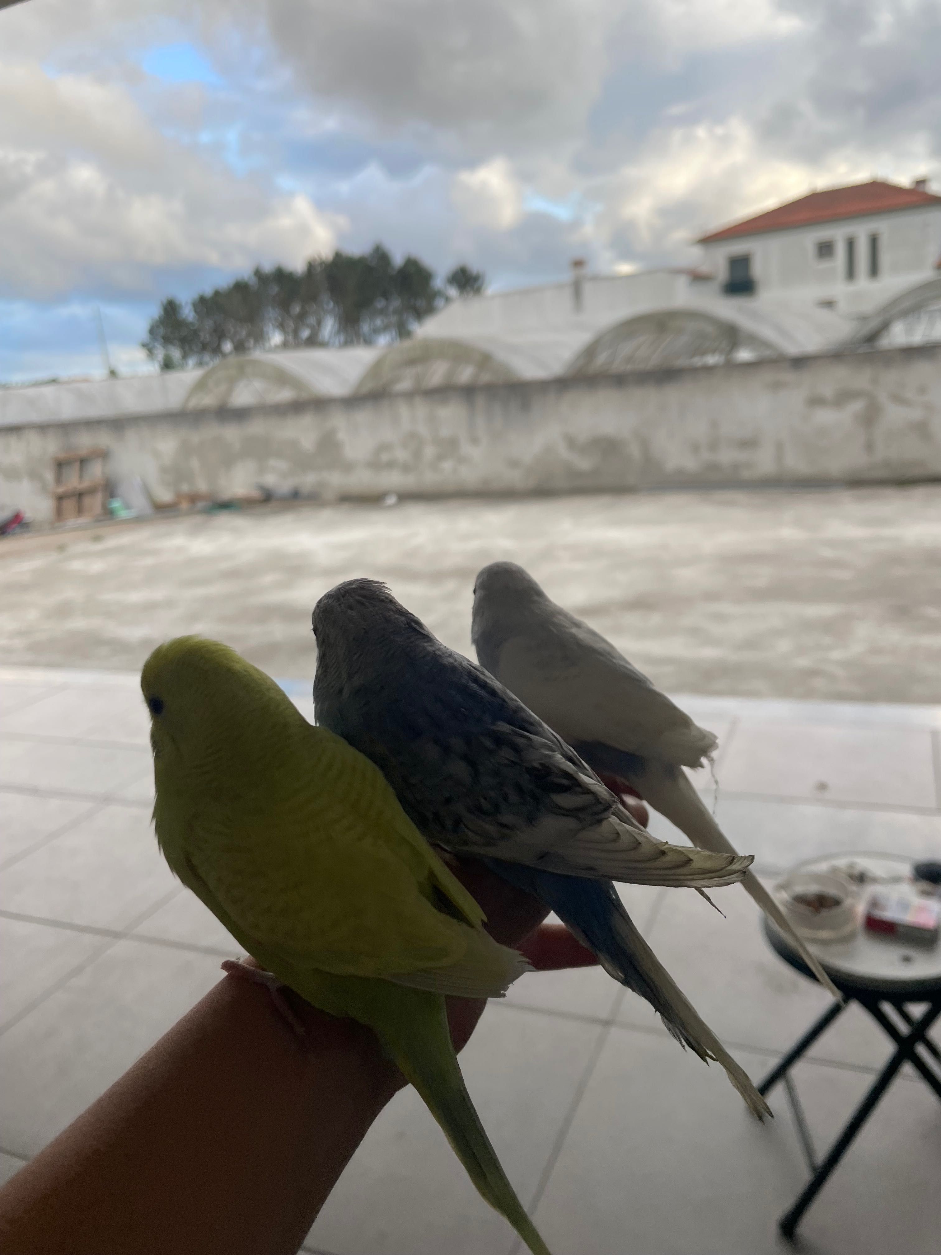 Piricitos criados a mão
