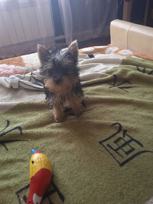 Мальчишка породы Йоркширский терьер ждет любящую семью