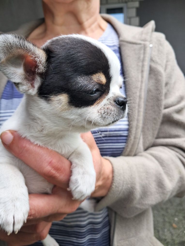 Szczeniak chihuahua