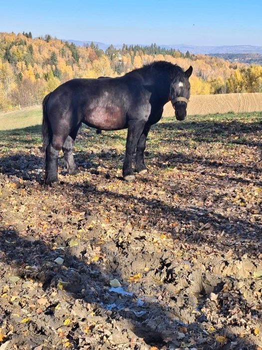 Sprzedam klacz zimnokrwistą w typie sztum