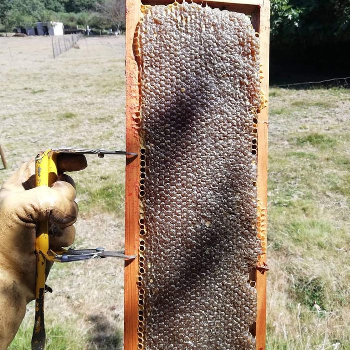 Mel urze "vila Real"