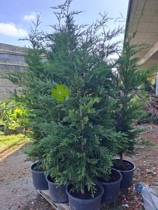 Cedros Leylandi Várias Alturas