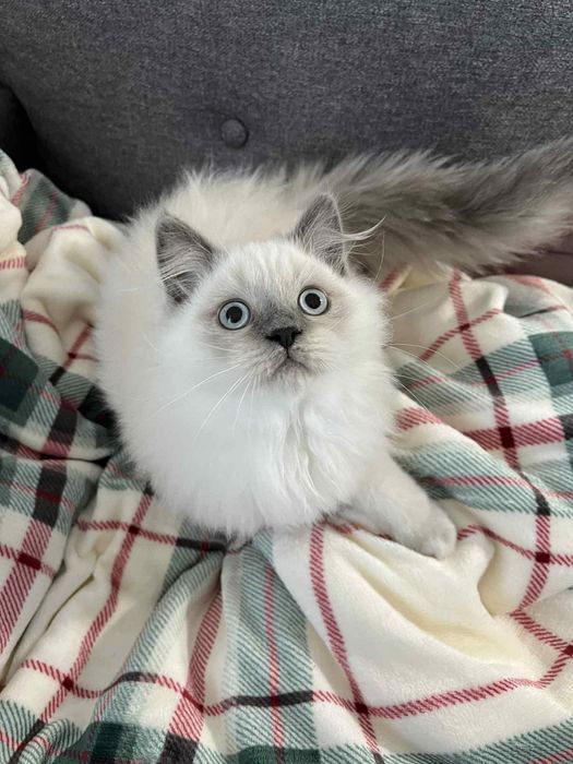 Kotki brytyjskie koty kociaki kocięta brytyjskie brytyjczyki