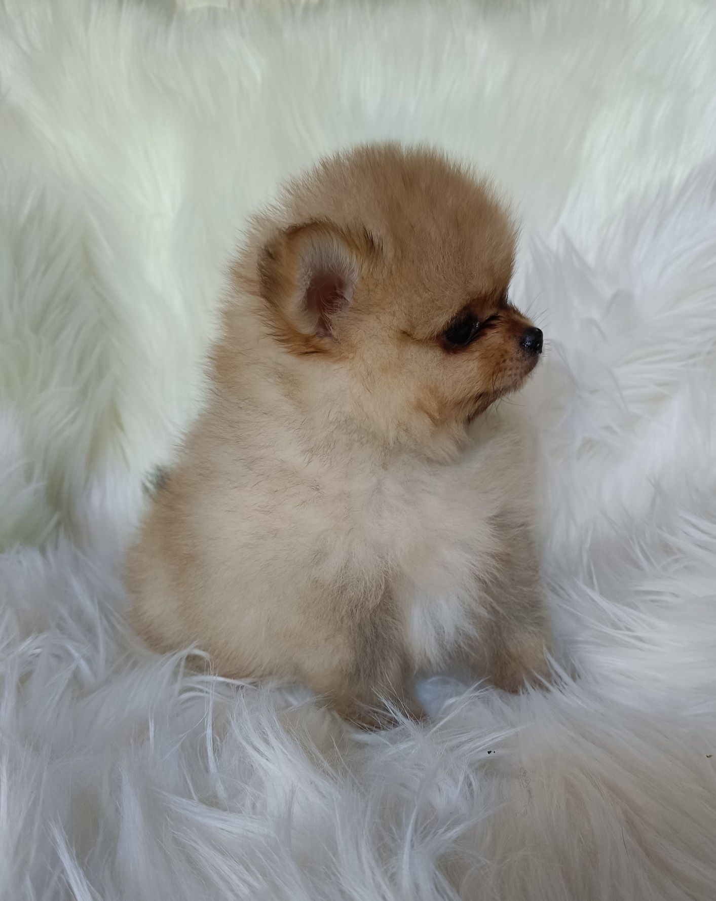 Szpic miniaturowy pomeranian piesek xs