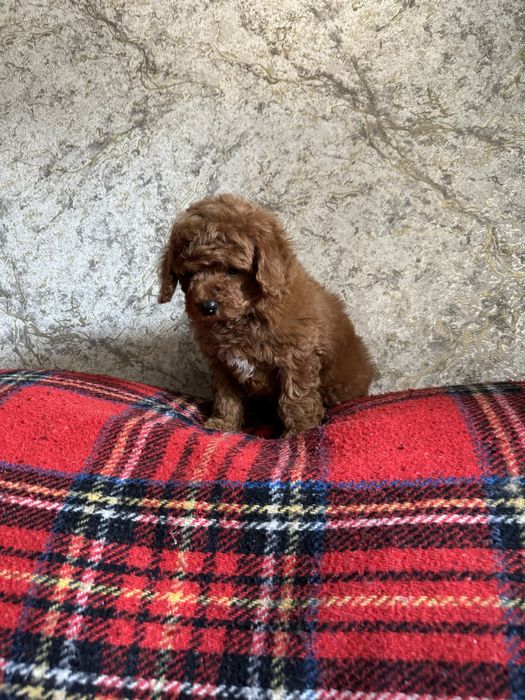 Мальтипу ред браун щенки длч детей в подарок