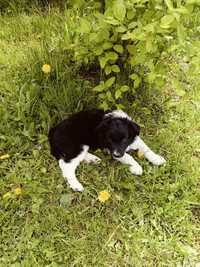 Piesek border collie