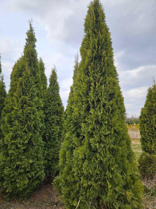 Thuja tuja szmaragd 2-2,5 m