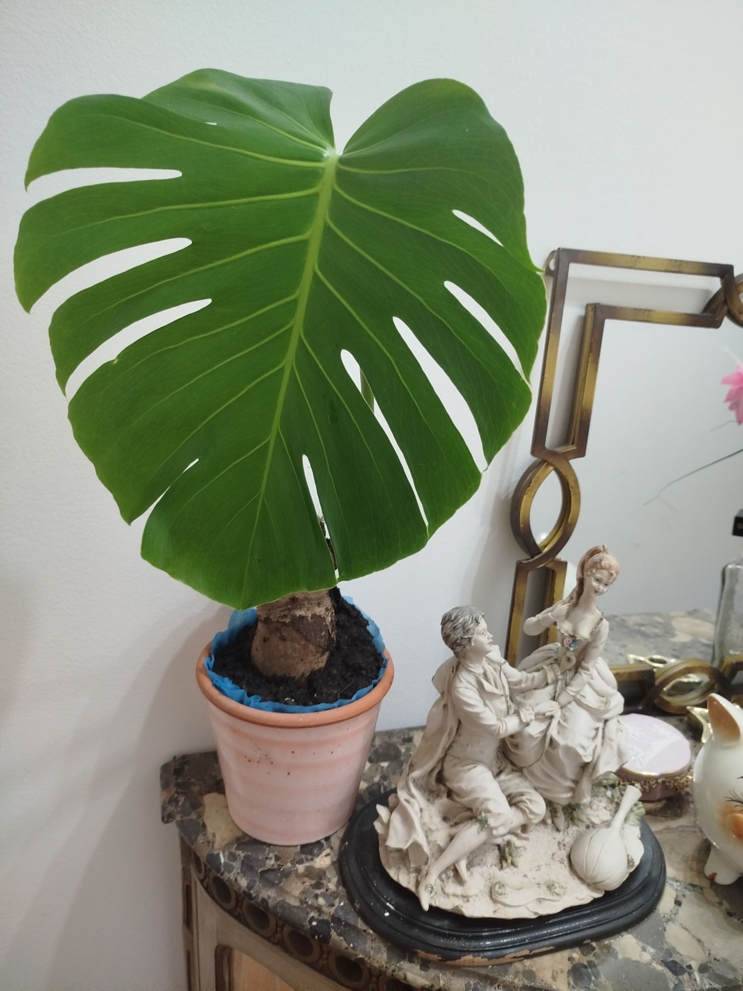 Planta natural Monstera deliciosa