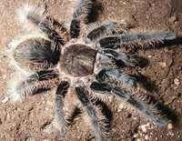 Малюки brachypelma albopilosum l3  паук птахоїд