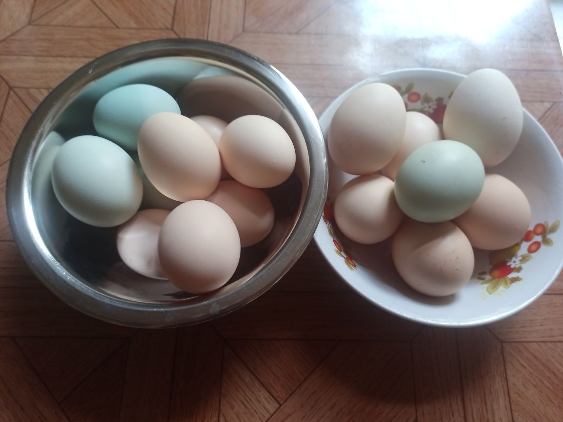 Jaja lęgowe mieszane zielononóżka i większe cwergi