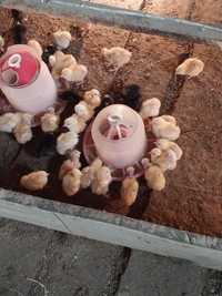 Еко ферма пропонує підрощених курчат.