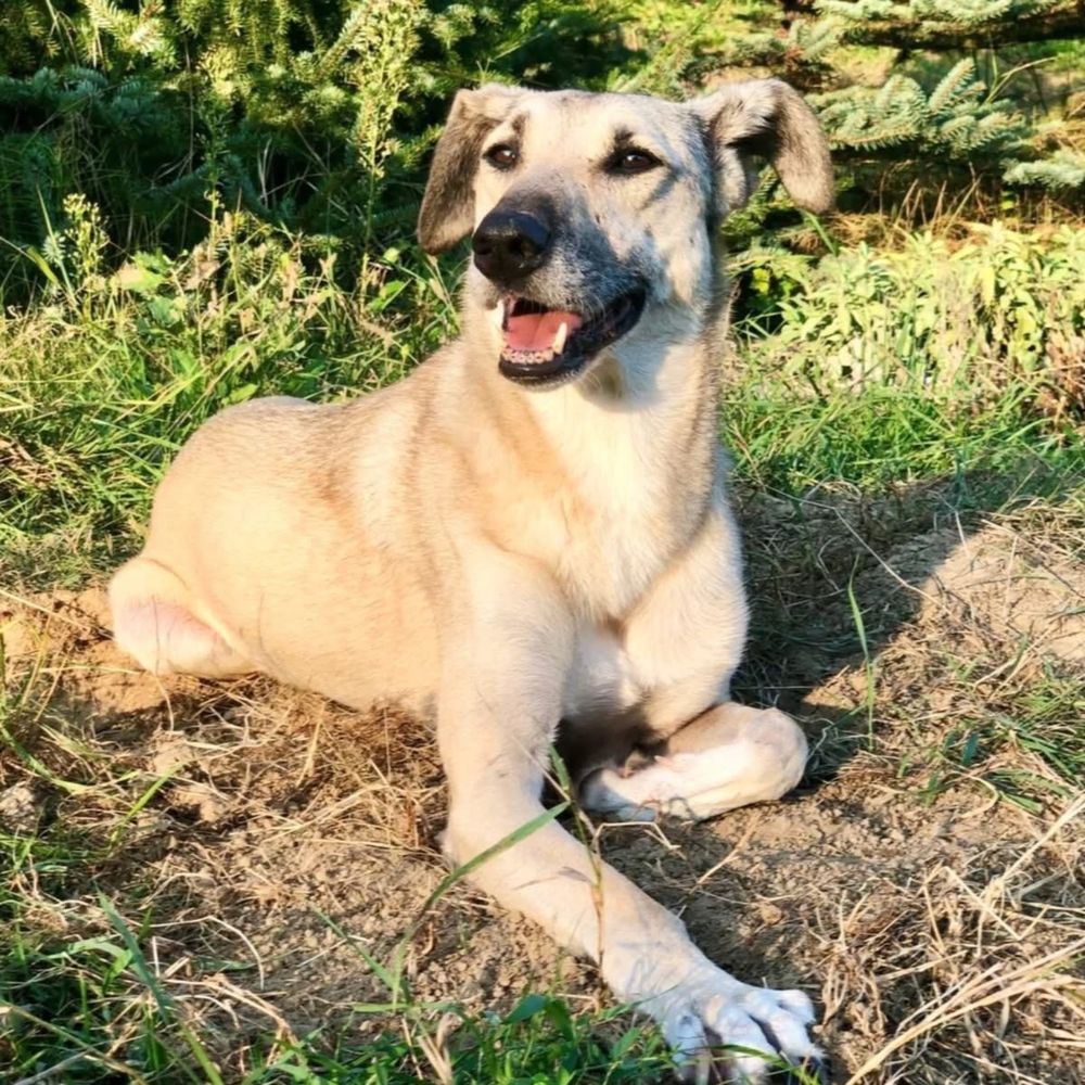 Szukamy dla Chibo najlepszego domu