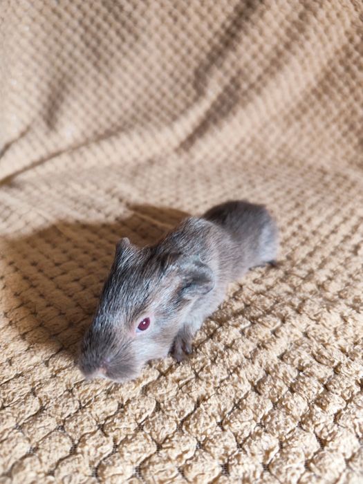 Świnki morskie młode