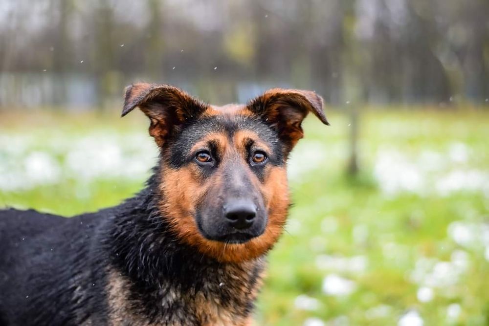 Psie dziecko w typie Owczarka niemieckiego szuka Domu!