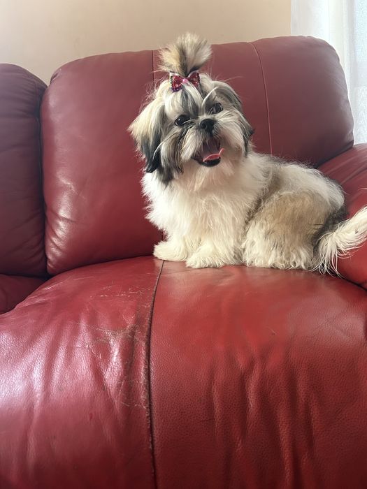 Suczka rasy shih tzu tricolor