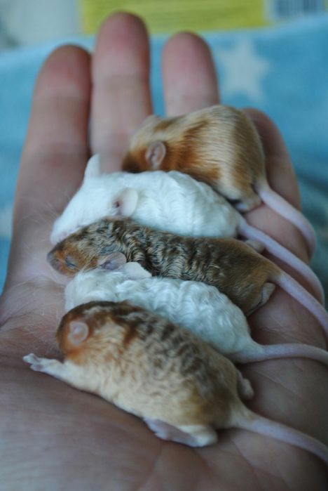 Сатиновые мышки, длинношерстные кучерявые мыши