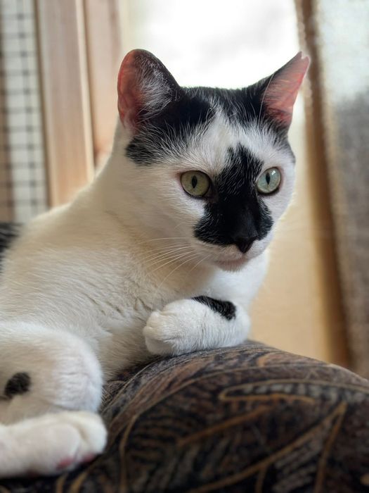 Piękny Monte szuka domu!