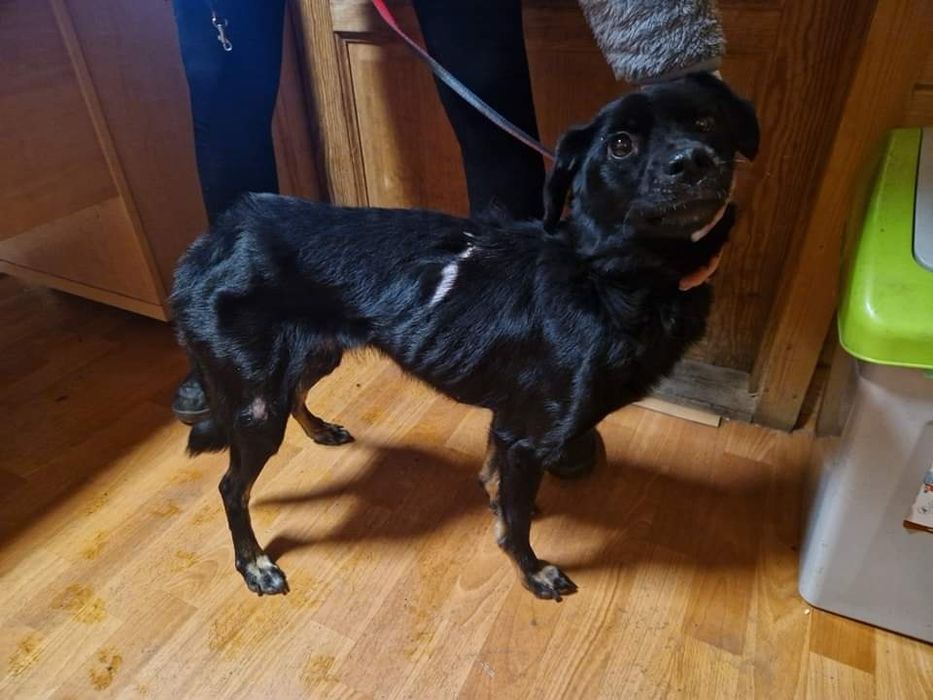 Znaleziona suczka Straszyn