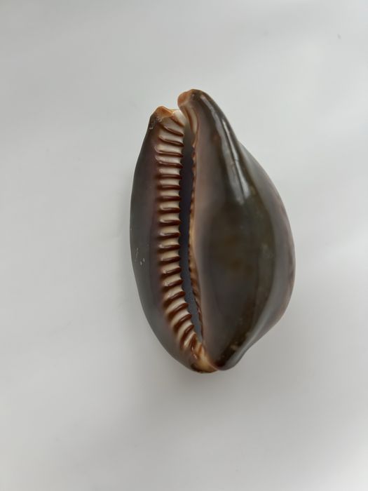 Мушля ципрея терзитес