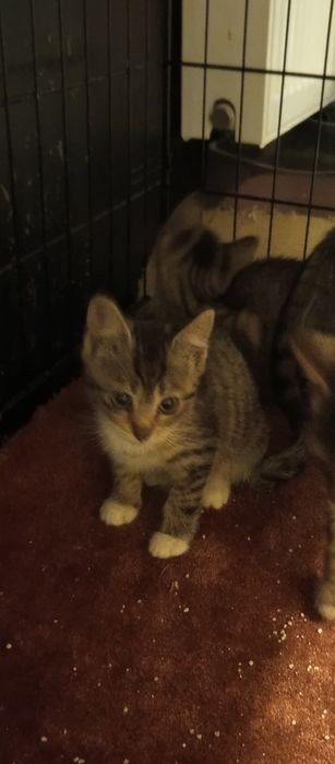 2miesieczna kotka szuka domu niewychodzącego