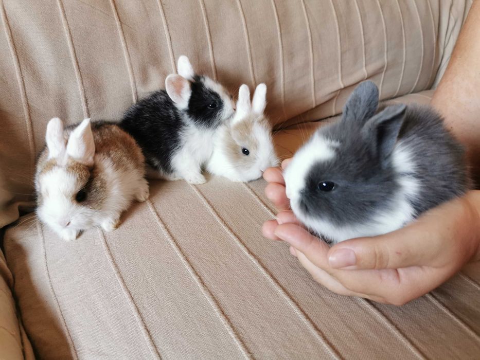 Coelhos anões mini + gaiola nova + alimentação adequada