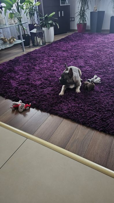 Piękny Buldog Francuski