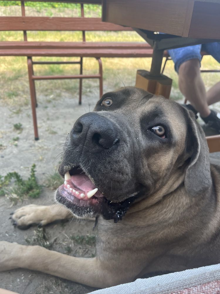 Oddam 2 letniego psa rasy Cane Corso