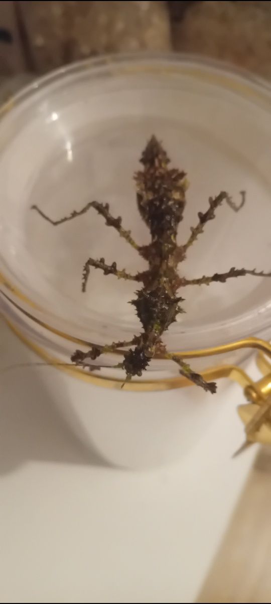 Taraxippus samarae młode i jajka