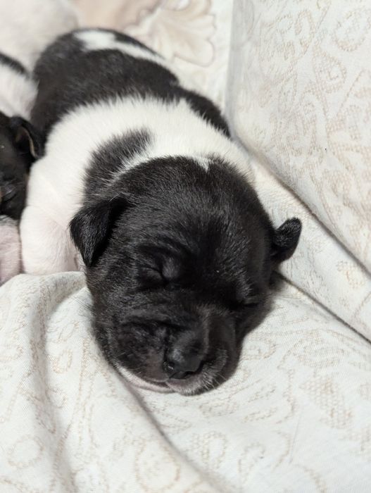 Цуценята Джек Рассел 3-х кольорові