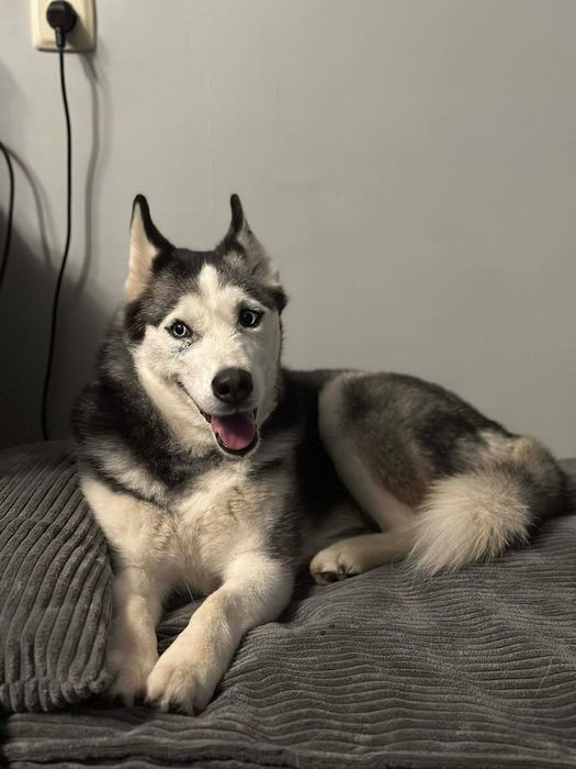 Хаскі Барбі шукає родину