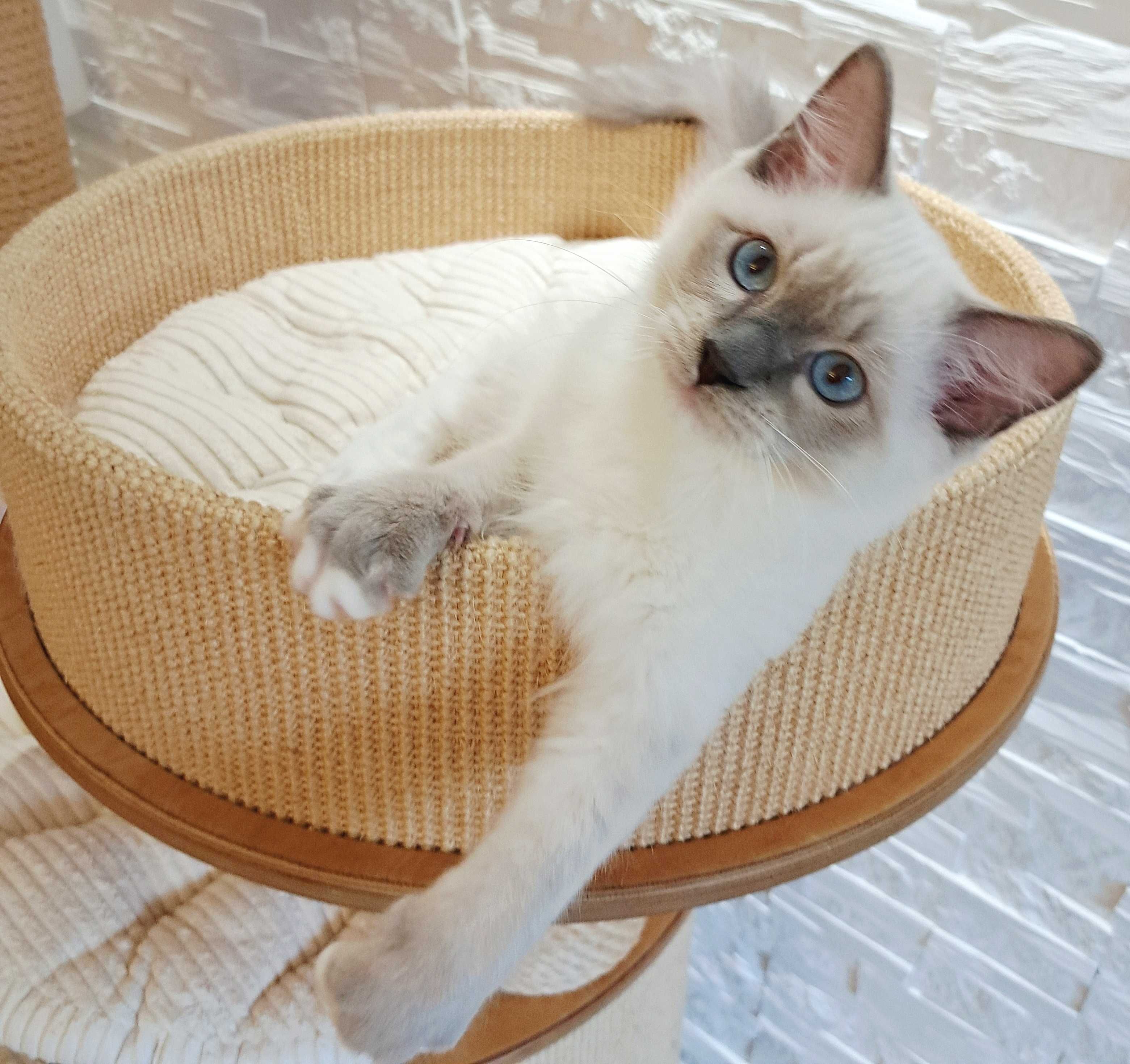 Ragdoll EMILIAN międzynarodowy rodowód FPL, gotowy do odbioru