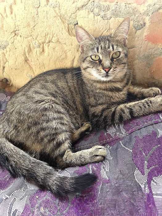 Мурочка - проста і спокійна