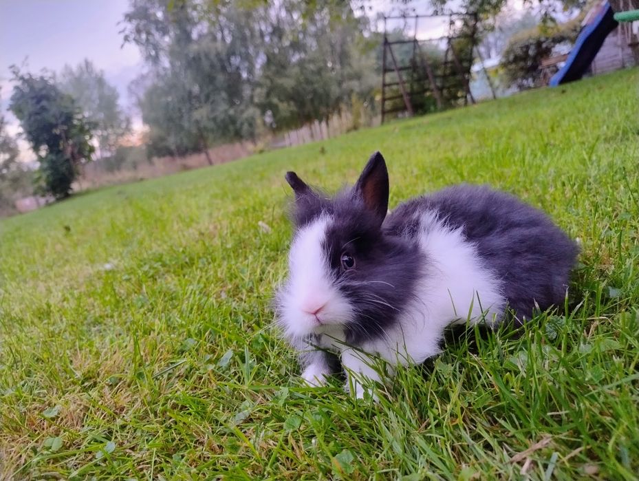 Królik minaturka