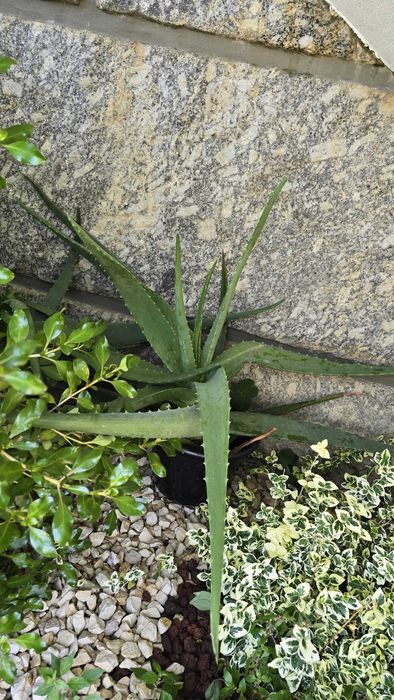 Aloe vera planta