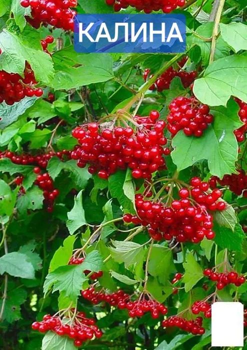 Калина/ліщина/кізіл/береза