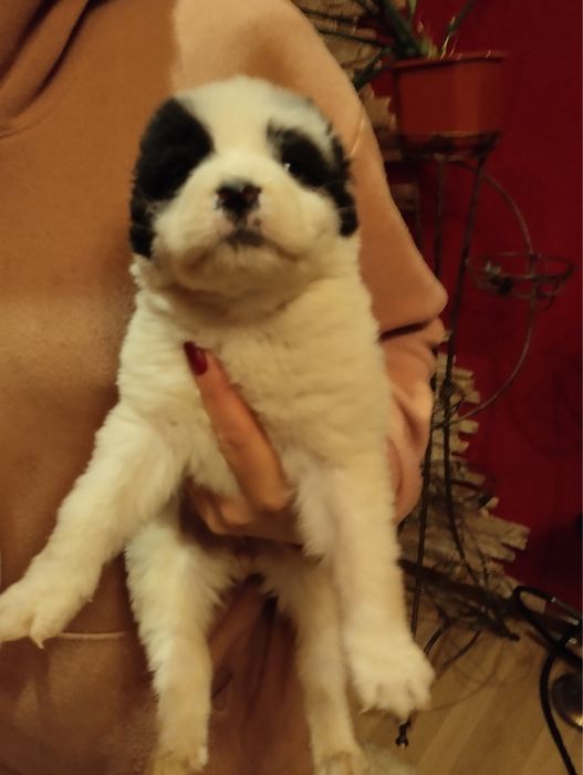 Алабайчики чекають на вас