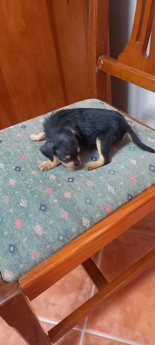 Pinscher x Yorkshire