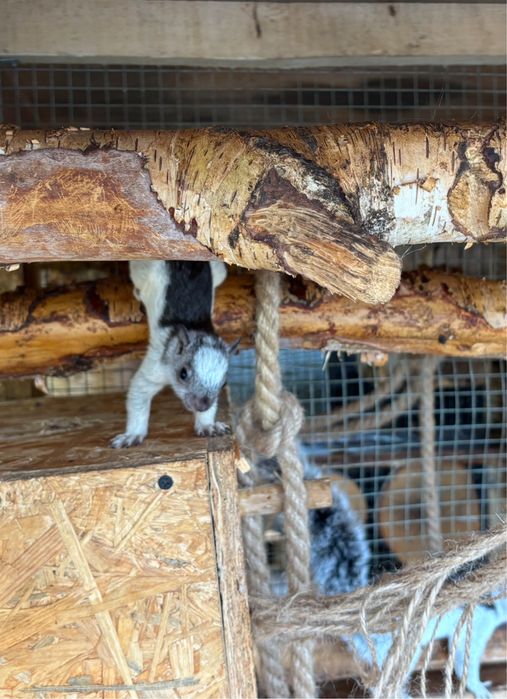 Wiewiórka Kostarykanska Szara