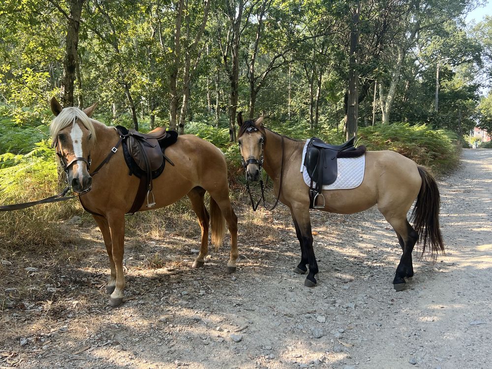 Passeios cavalo pela serra Canelas