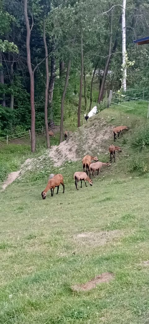 Sprzedam stado owiec w różnym wieku