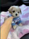 Maltipoo pudel toy+Maltańczyk śliczne kuleczki dziewczynka