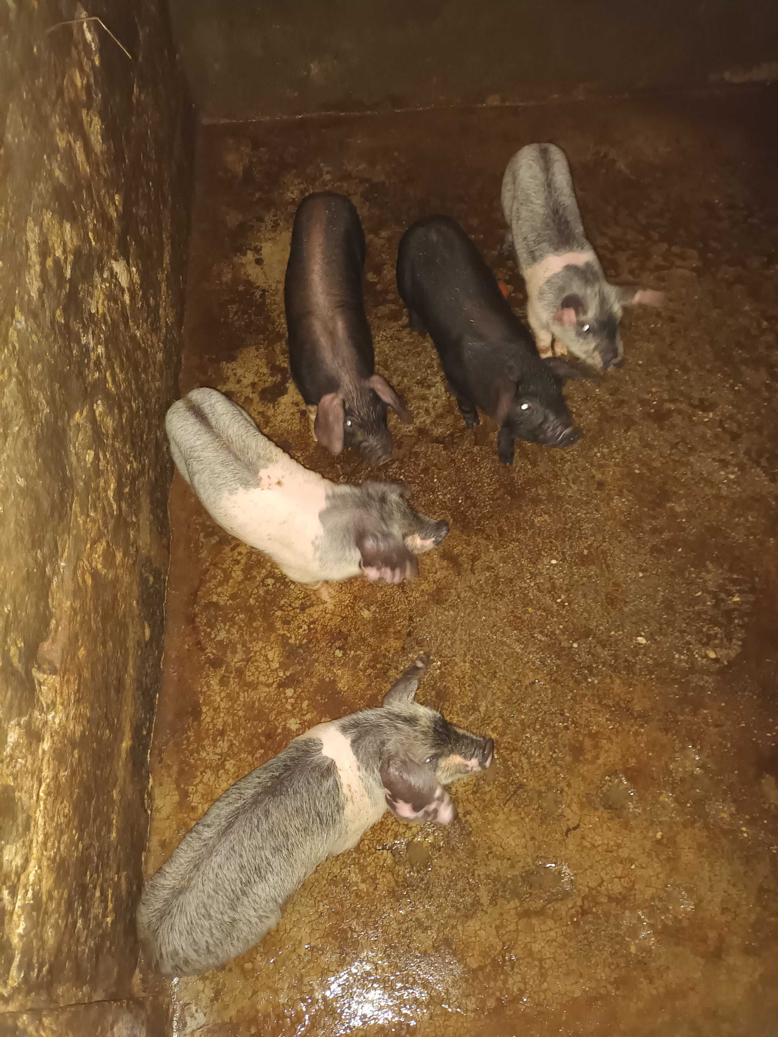 Vendo leitaos con 4 meses boa raca bissaro