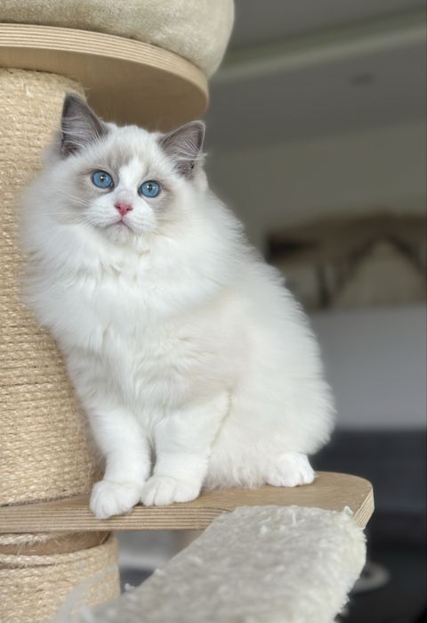 Śliczny kocurek ragdoll hodowlano wystawowy FIFE Fpl